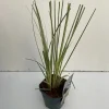 Cortaderia selloana Mini Silver Pampas ( Dwergpampasgras )|ohgreen Discount