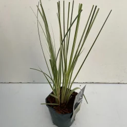 Cortaderia selloana Mini Silver Pampas ( Dwergpampasgras )|ohgreen Discount