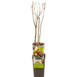 Corylus avellana hazelnoot|ohgreen Discount