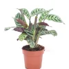 Ctenanthe burle-marxii p12 h30|ohgreen Online