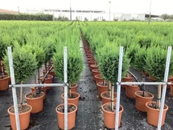 Cupressocyparis sempervirens Pyramidalis ( Italiaanse cipres )|ohgreen Outlet