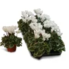 Cyclamen silverado|ohgreen Discount