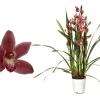 Cymbidium allison shaw p12 h50|ohgreen Hot