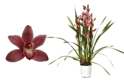 Cymbidium allison shaw p12 h50|ohgreen Hot