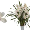 Cymbidium lucky kate p12 h50|ohgreen