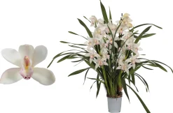 Cymbidium lucky kate p12 h50|ohgreen