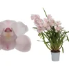 Cymbidium pink bell p12 h65|ohgreen Clearance