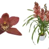 Cymbidium red Beauty Roy 4 bloemstelen|ohgreen