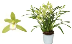 Cymbidium wild mint p12 h50|ohgreen Sale