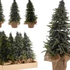 Dennenboom in pot|ohgreen Outlet