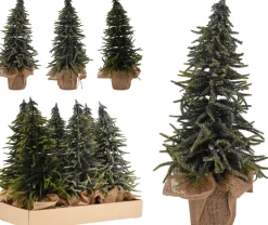 Dennenboom in pot|ohgreen Outlet
