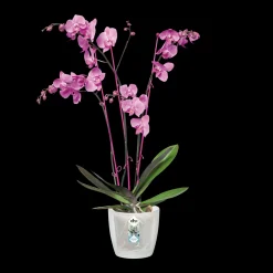 Diamond orchidee 12,5cm|ohgreen Clearance