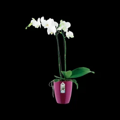 Diamond orchidee hoog 12,5cm|ohgreen Outlet