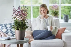 Diamond orchidee hoog 20cm|ohgreen Best