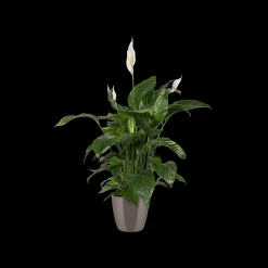 Diamond orchidee hoog 20cm|ohgreen Best