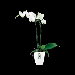 Diamond orchidee hoog 12,5cm|ohgreen Online