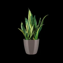 Diamond rond 16cm|ohgreen Outlet