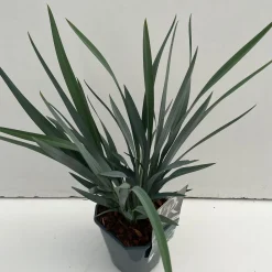 Dianella revoluta Blue Stream ( Tasmaanse Vlaslelie )|ohgreen