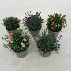 Dianthus diantica mix|ohgreen