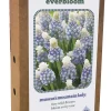 Doos 'everbloom' met 25 bloembollen muscari mountain lady|ohgreen