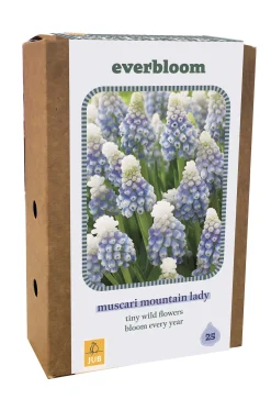 Doos 'everbloom' met 25 bloembollen muscari mountain lady|ohgreen