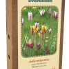 Doos 'everbloom' met 20 bloembollen tulipa belle tulipa mix|ohgreen Online