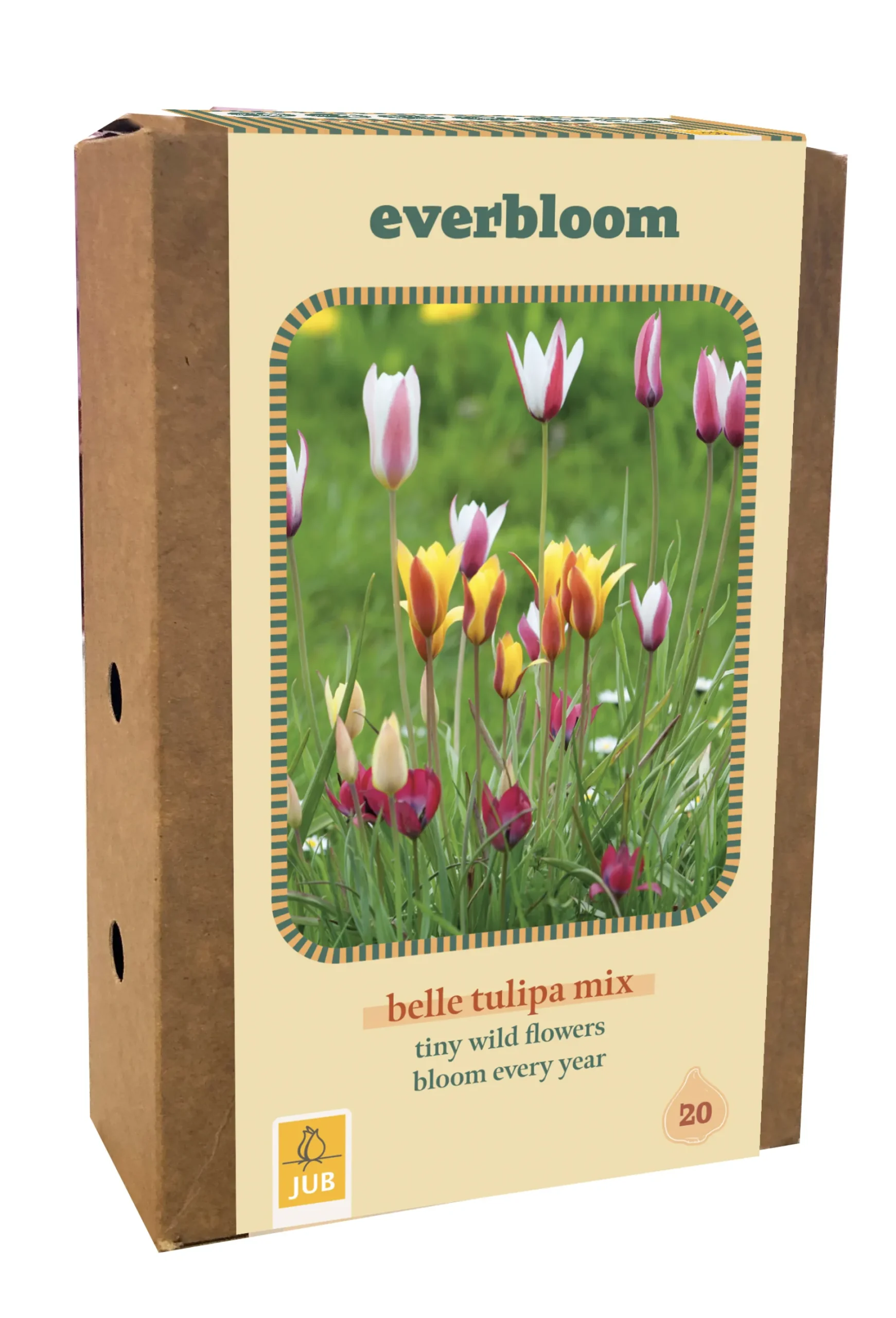 Doos 'everbloom' met 20 bloembollen tulipa belle tulipa mix|ohgreen Online