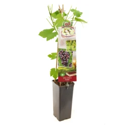 Druivenplant vitis vinifera heike|ohgreen New