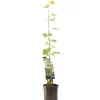 Druivenplant vitis vinifera muscat 150 cm|ohgreen Sale
