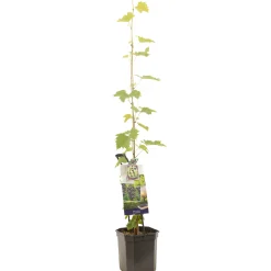 Druivenplant vitis vinifera muscat 150 cm|ohgreen Sale