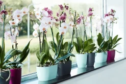 Duo orchidee 25cm|ohgreen Discount