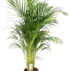 Dypsis lutescens ( Goudpalm )|ohgreen Outlet