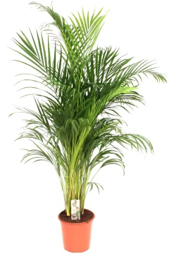 Dypsis lutescens ( Goudpalm )|ohgreen Outlet