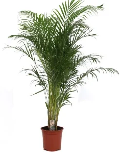 Dypsis lutescens p27 h160|ohgreen Clearance