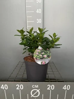 Escallonia laevis Pink Elle|ohgreen Online