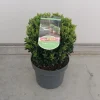 Euonymus in bolvorm p23 h40|ohgreen Hot