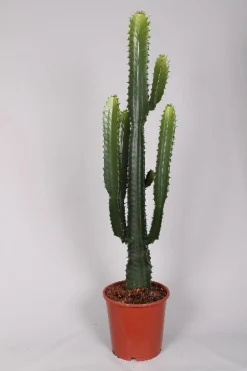 Euphorbia cowboycactus|ohgreen