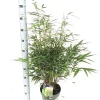 Fargesia robusta formidable p23 niet woekerende bamboe|ohgreen New