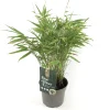 Fargesia rufa p17 niet woekerende bamboe|ohgreen Clearance
