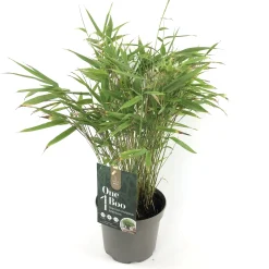 Fargesia rufa p17 niet woekerende bamboe|ohgreen Clearance