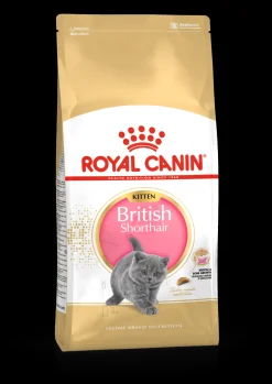 Fbn kitten british shorthair 2kg|ohgreen