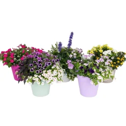 Festival kleuren in pot Aqua-Easy|ohgreen Best