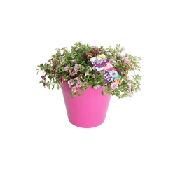 Festival kleuren in pot Aqua-Easy|ohgreen Best