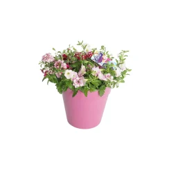 Festival kleuren in pot Aqua-Easy|ohgreen Best