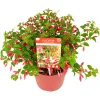 Fuchsia Chilli Red|ohgreen Best