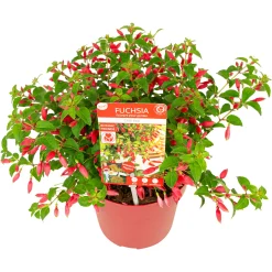 Fuchsia Chilli Red|ohgreen Best