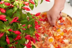 Fuchsia Chilli Red|ohgreen Best