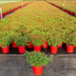 Fuchsia Chilli Red|ohgreen Best