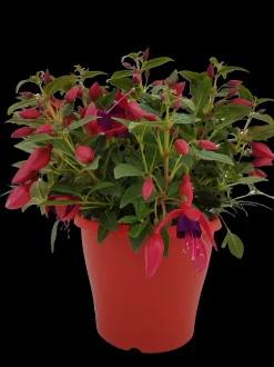 Fuchsia staand p19 h20|ohgreen Clearance