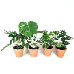 Gatenplant (Monstera)|ohgreen Sale